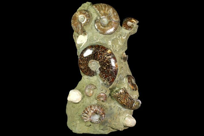 Tall, Aesthetic Cluster Of Polished Ammonite Fossils #117486